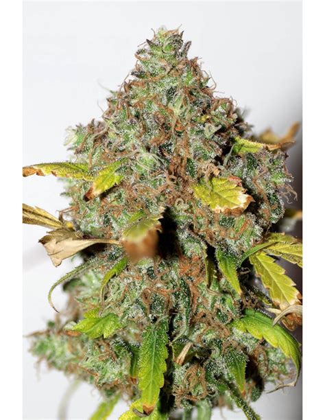 south african strain more deadly